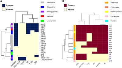 Assessment of Safety and Probiotic Traits of Enterococcus durans OSY-EGY, Isolated From Egyptian Artisanal Cheese, Using Comparative Genomics and Phenotypic Analyses